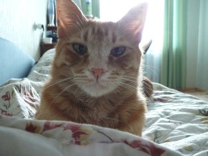 Печень Никита Геннадьевич