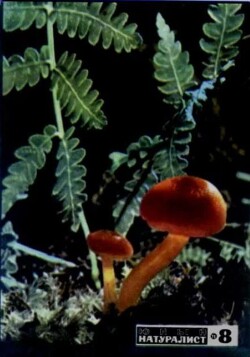Юный натуралист 1971 №08
