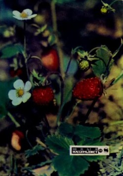Юный натуралист 1972 №08
