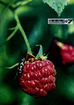 Юный натуралист 1973 №07