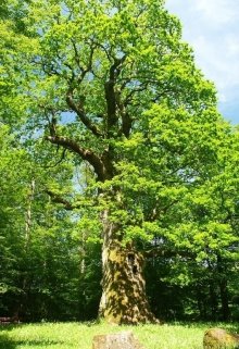 Анисимов дуб