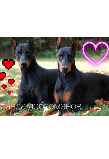 Банда доберманов