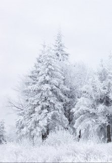 Благодарные Бельчонок и Лисёнок