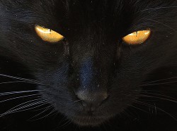 Черная кошка (СИ)