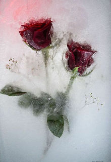 Цветок в снегу.