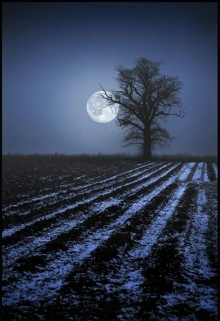 Дикая кровь бледного солнца