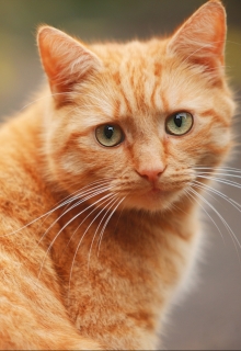 Дневник Кота