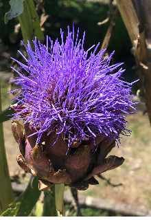 Две стороны золушки