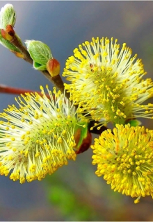 Двести лет.