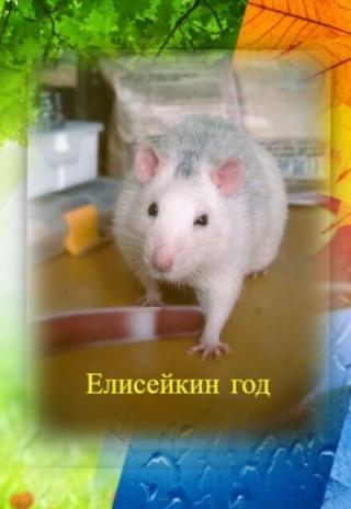 Елисейкин год