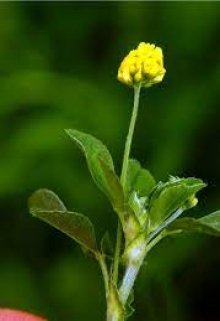 Хмель диких трав