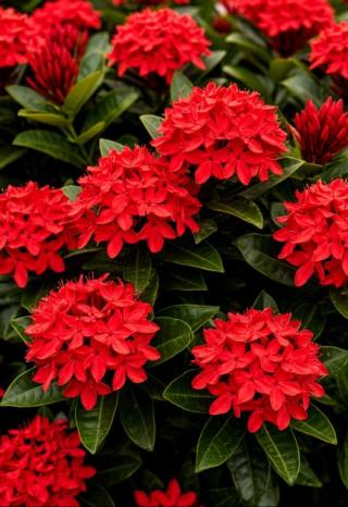 Ixora coccinea