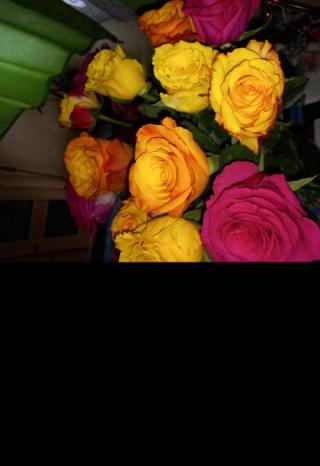 Как я пыталась выращивать розы.