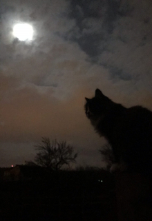 Кошачьи легенды