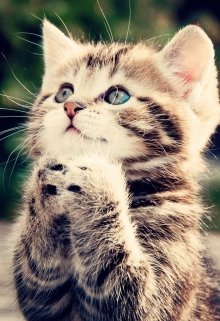 Котенка жалко