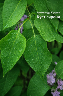 Куст сирени