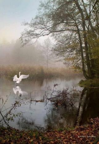 Лебединая верность