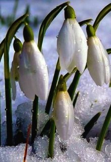 Легенда о Подснежнике