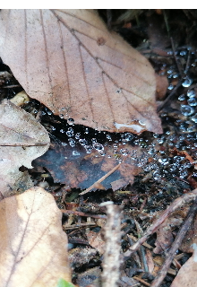 Лесная ведьма