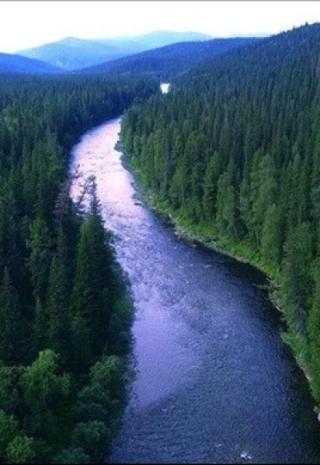 Лесничий
