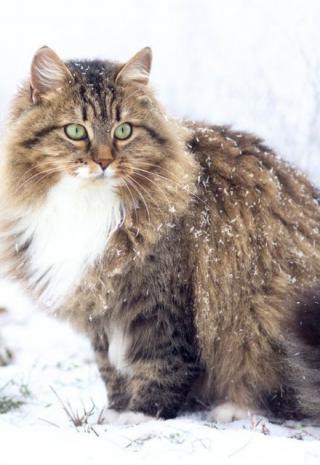 Любимый Сибиряк