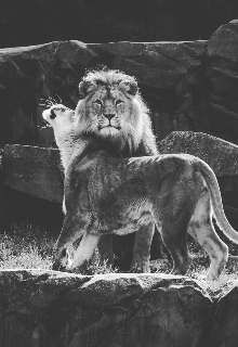 Любовь не имеет границ