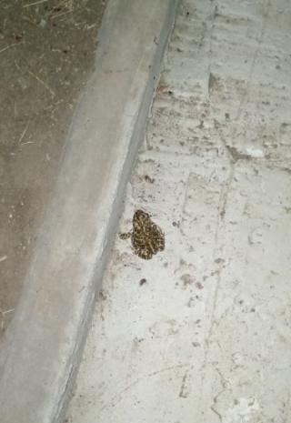 Макароны по - флотски