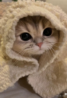 Мой котик