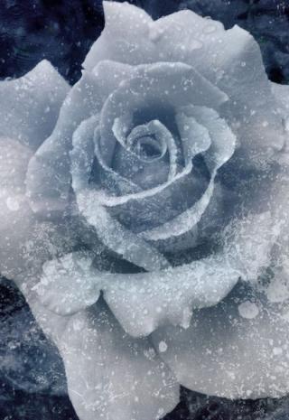 Мёрзлая оранжерея прошлого