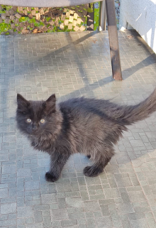 Найти чёрную кошку в тёмной комнате