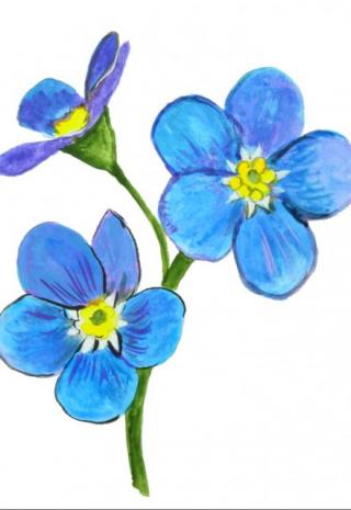 Незабудки для Айрис