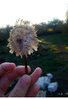 Незаконный роман старого художника