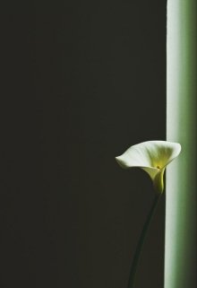 Нежная мята