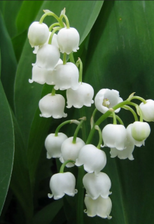 Юная Мицариэлла узнаёт о предательстве жениха. Это переворачивает её жизнь, но совсем не так, как хотелось бы её врагам и даже не так, как хотелось бы её друзьям. А... Ничего нельзя выдумать, чего бы в жизни быть не могло.