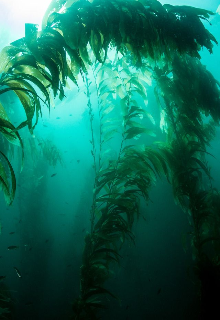О чём мечтают водоросли