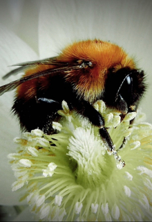 О прекрасных цветах и других насекомых