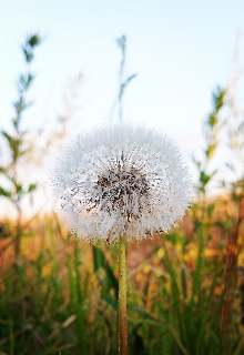 Откровения