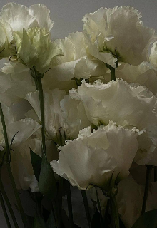 Отражение моей души