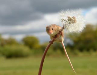 Полёвка Поля (СИ)