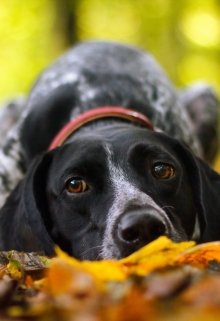 Послания сверху