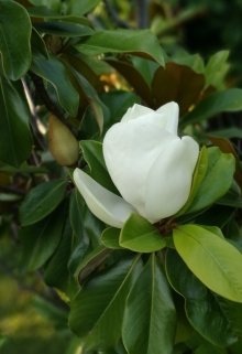 Поживем-увидим