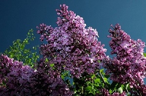 Предсказание Мистерии Белтайн