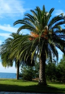 Прекрасное verano.