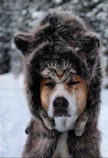 Пёс и кошка!