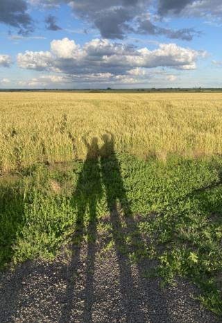 Ромашка