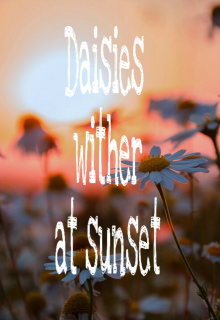 Ромашки вянут на закате