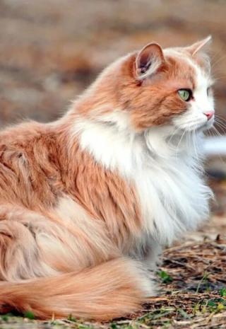 Рыжий друг