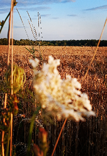Сборник стихотворений