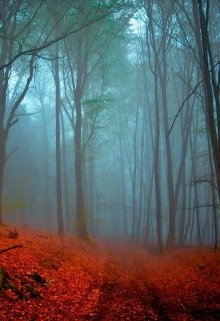 Шварцвальд