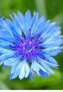 Синеглазка